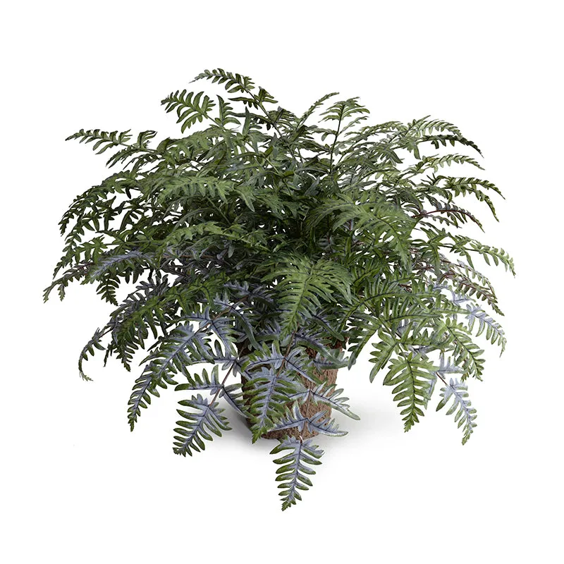 Athyrium Lady Fern 24"H