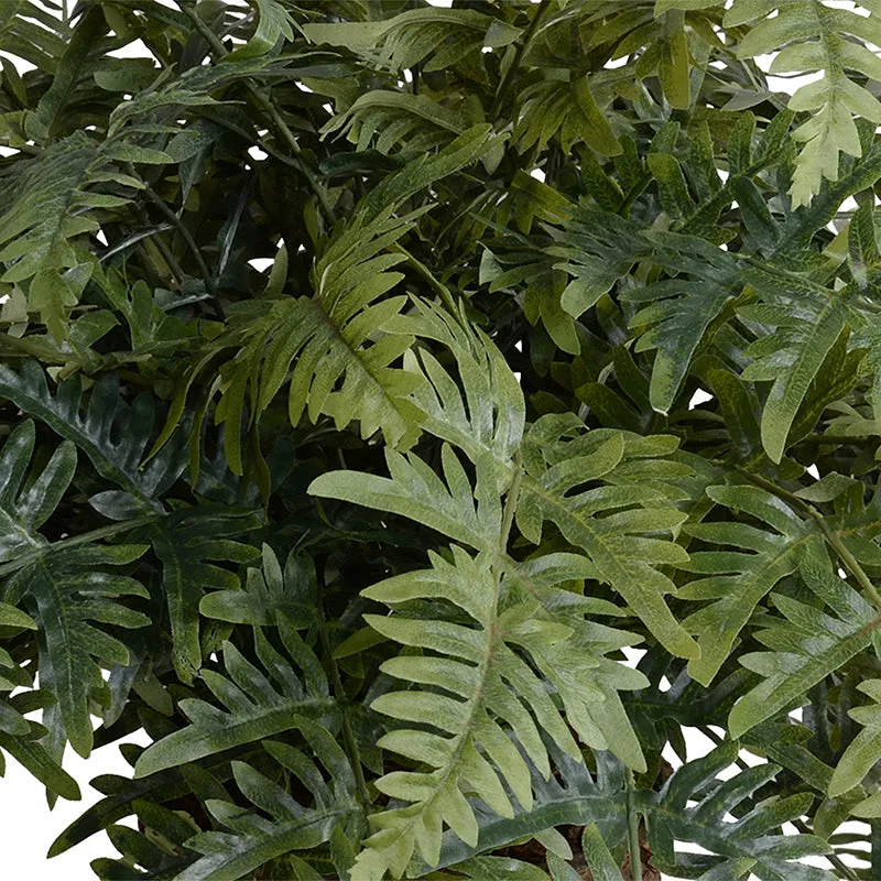 Athyrium Lady Fern 24"H