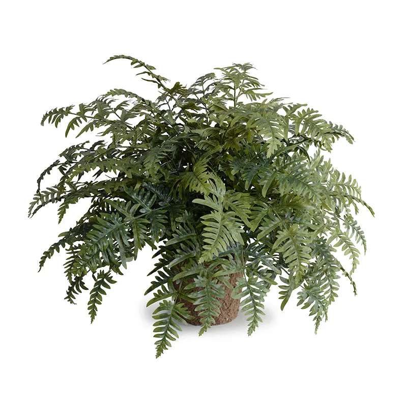 Athyrium Lady Fern 24"H